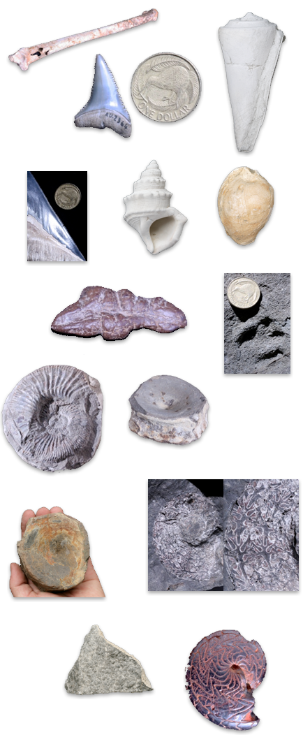 Fossils