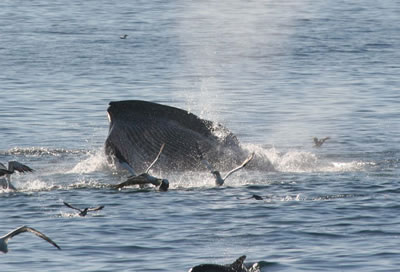 Whale eating